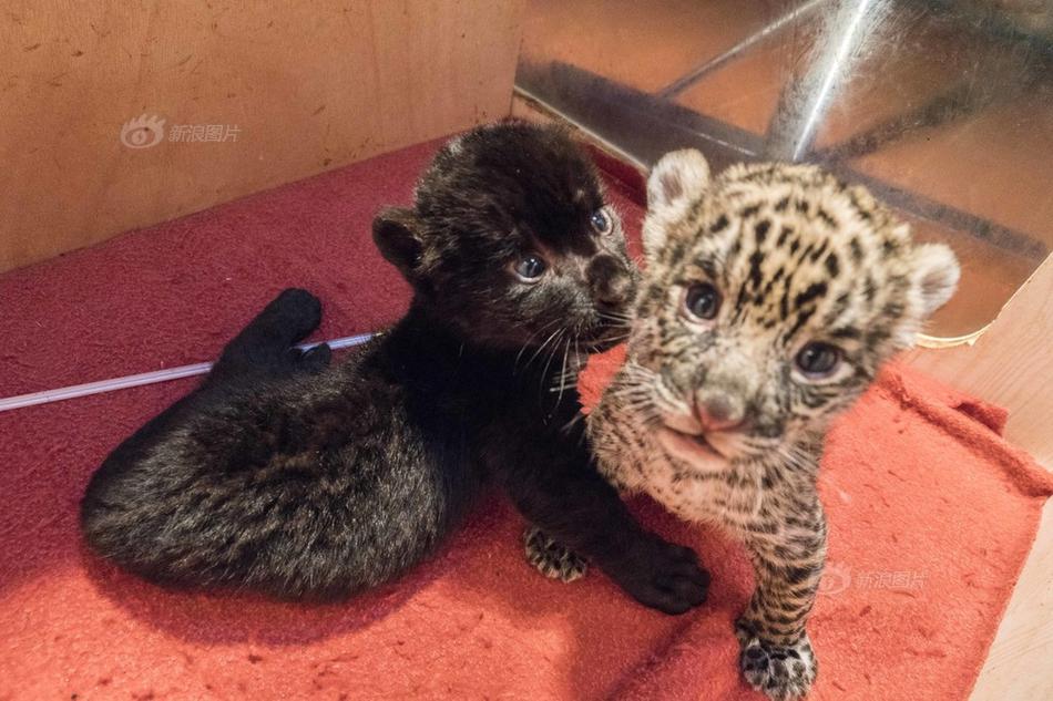 《王者榮耀》第三屆王者校園賽 誠(chéng)招老司機(jī)上車(chē)