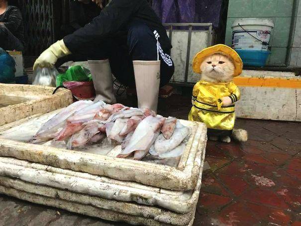 《SD敢達(dá)強(qiáng)襲戰(zhàn)線(xiàn)》新版本發(fā)力 誰(shuí)是最強(qiáng)老司機(jī)