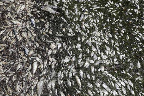 讓經(jīng)典炫出彩 《沙巴克傳奇》坐騎玩法大盤(pán)點(diǎn)