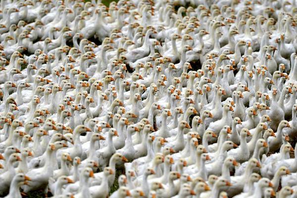 《問(wèn)道》手游全新副本挑戰(zhàn)即將開(kāi)啟